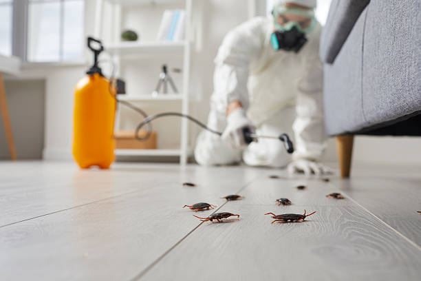 Commercial Rodent Management in Bear Rocks